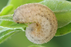 Rhogogaster picta