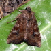 Veiled Ear Moth - Photo (c) Isabel, some rights reserved (CC BY-NC), uploaded by Isabel