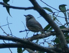 Pachycephala rufiventris
