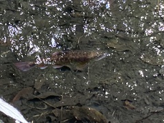 Oncorhynchus masou formosanus