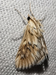 Cynaeda dentalis