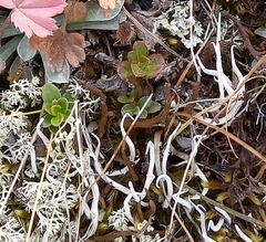 Thamnolia vermicularis