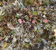 Thamnolia vermicularis