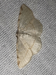 Stegania trimaculata