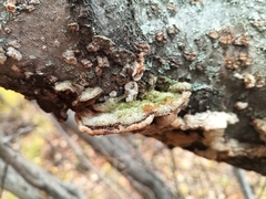 Trametes trogii