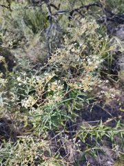 Astrotricha longifolia