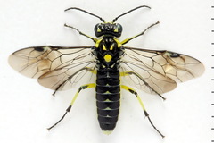 Rhogogaster picta