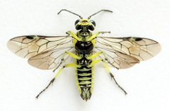 Rhogogaster picta