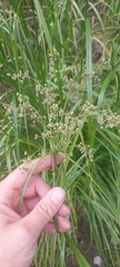 Scirpus cyperinus
