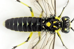 Rhogogaster picta