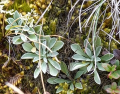 Antennaria caucasica