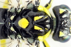 Rhogogaster picta
