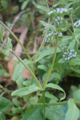 Valerianella locusta