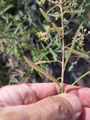 Astrotricha longifolia
