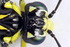 Rhogogaster picta
