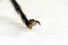 Rhogogaster picta