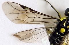 Rhogogaster picta