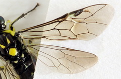 Rhogogaster picta