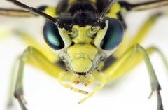Rhogogaster picta