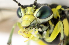 Rhogogaster picta