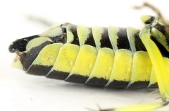 Rhogogaster picta