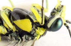 Rhogogaster picta