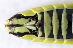 Rhogogaster picta