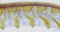 Rhogogaster picta