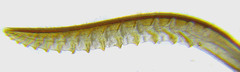 Rhogogaster picta