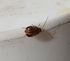Chrysomeloidea