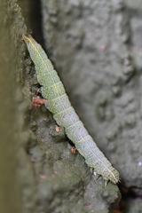 Exophyla multistriata