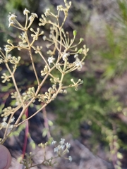 Astrotricha longifolia