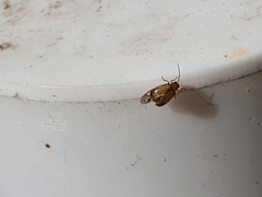 Chrysomeloidea