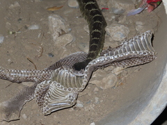 Crotalus oreganus oreganus