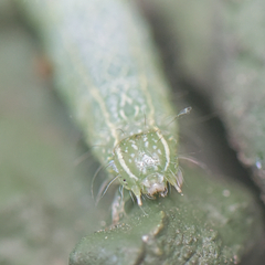 Exophyla multistriata