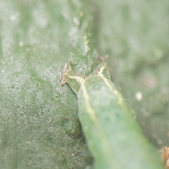 Exophyla multistriata