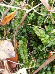 Plagiomnium rostratum