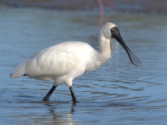 Platalea regia
