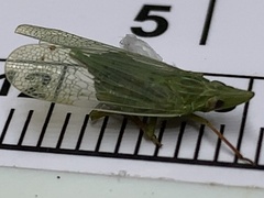 Rhynchomitra