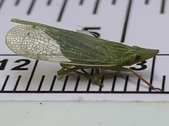 Rhynchomitra