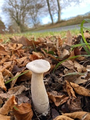 Infundibulicybe geotropa