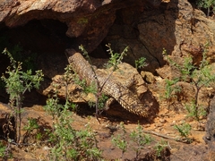 Egernia stokesii zellingi