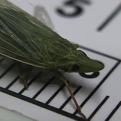 Rhynchomitra