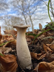 Infundibulicybe geotropa