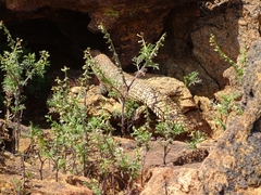 Egernia stokesii zellingi