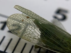 Rhynchomitra