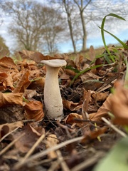 Infundibulicybe geotropa