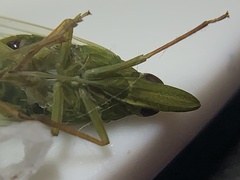 Rhynchomitra