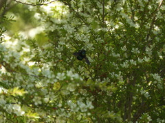 Xylocopa bombylans