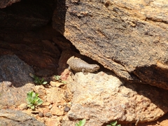 Egernia stokesii zellingi